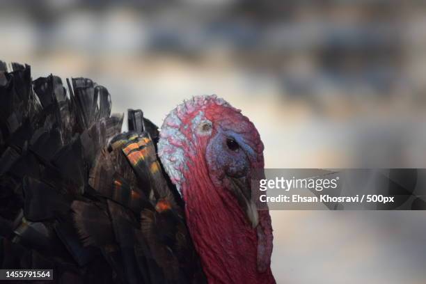 close-up of turkey,sarab niloofar,kermanshah province,iran - niloofar stock pictures, royalty-free photos & images