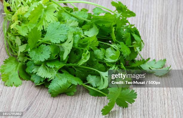 high angle view of cilantro on table,arad,romania - coentro imagens e fotografias de stock