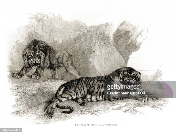 ilustrações, clipart, desenhos animados e ícones de leão e tigre, gravura antiga, leão africano macho mostra domínio sobre um tigre ilustração gravada - territorial animal
