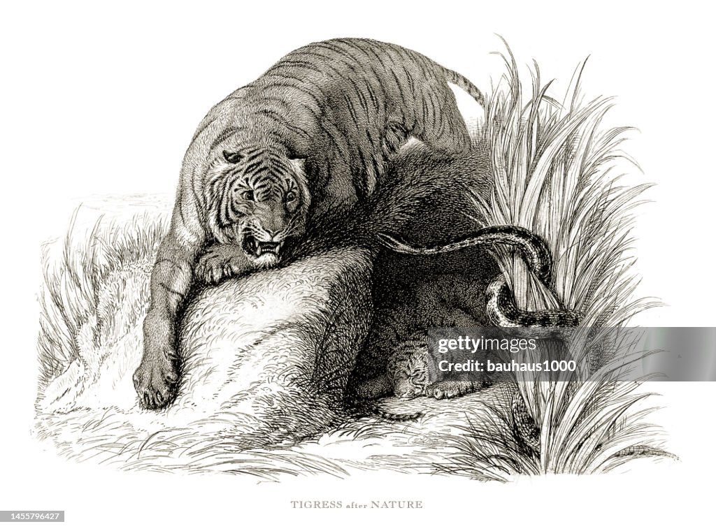 Tiger, Antique Engraving, Female Tiger, tigress with a snake in nature Engraved Illustration