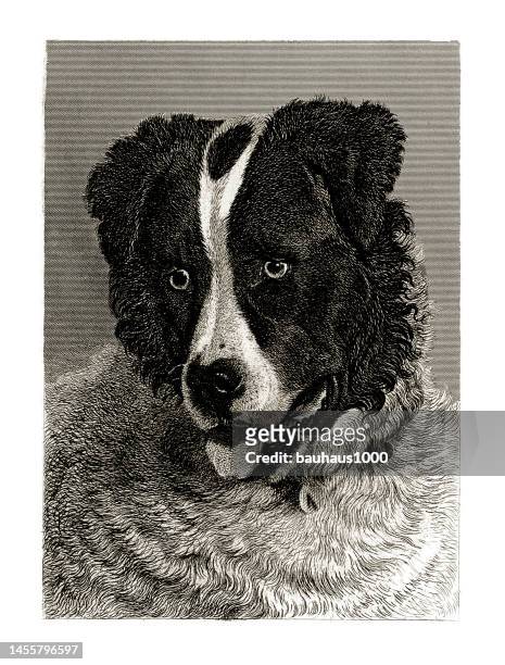 sheepdog, antique engraving, portrait of a sheep dog engraved illustration - panting stock illustrations