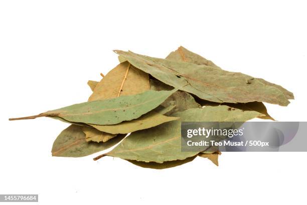 close-up of dry leaf over white background,arad,romania - bayleaf stockfoto's en -beelden