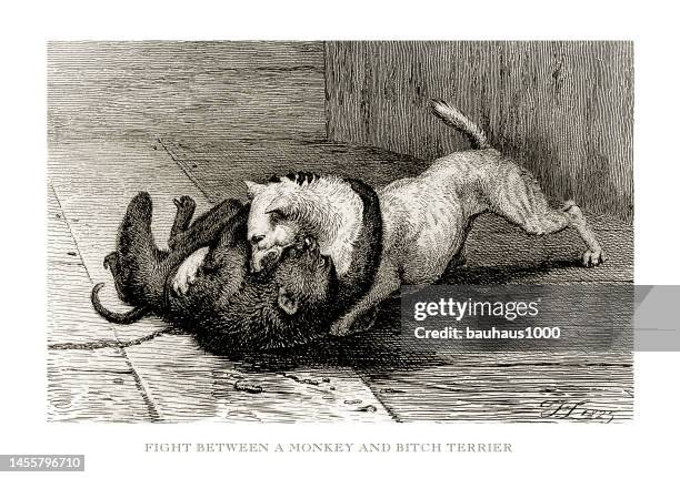 monkey and terrier, antique engraving, fight between a monkey and bitch terrier engraved illustration - panting stock illustrations