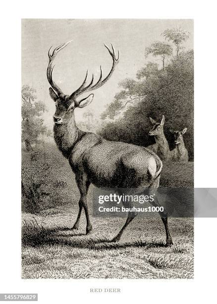 red deer, antique engraving, red deer engraved illustration - buck stock illustrations