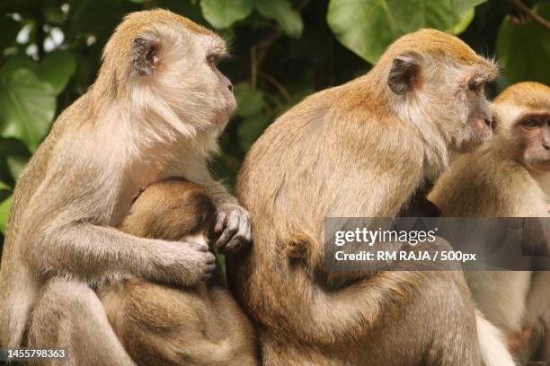 close-up of monkeys sitting on rock,singapore - macaque stock pictures, royalty-free photos & images