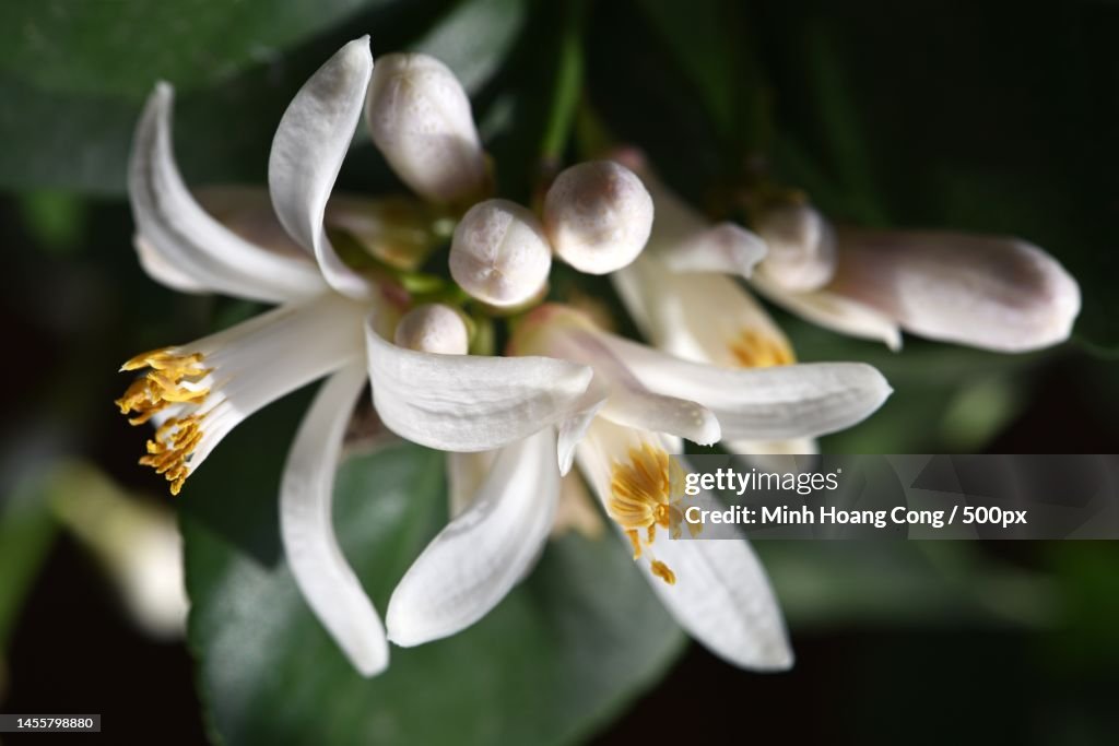 Close-up of white flowering plant,France