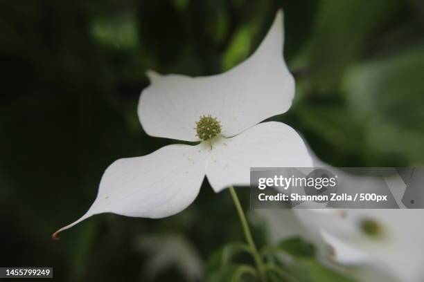 close-up of white flowering plant,long island,new york,united states,usa - zolla ストックフォトと画像