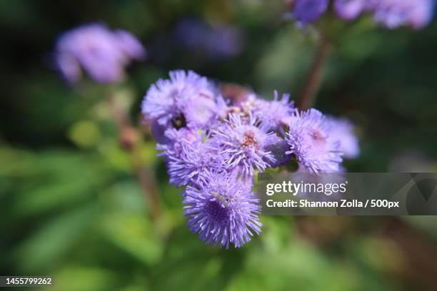 close-up of purple flowering plant,long island,new york,united states,usa - zolla stock-fotos und bilder