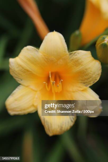 close-up of yellow flower,long island,new york,united states,usa - zolla ストックフォトと画像