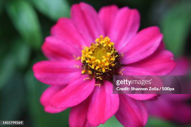 close-up of pink flower,long island,new york,united states,usa - zolla stock pictures, royalty-free photos & images