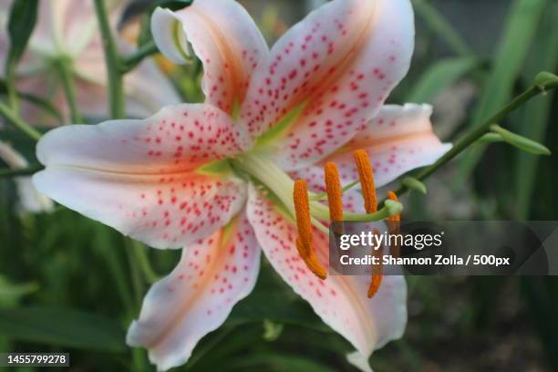 close-up of day lily,long island,new york,united states,usa - zolla stock pictures, royalty-free photos & images