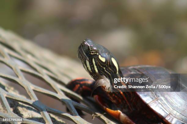 close-up of slider turtle shell,long island,new york,united states,usa - zolla ストックフォトと画像