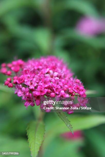 close-up of pink flowering plant,long island,new york,united states,usa - zolla stock-fotos und bilder