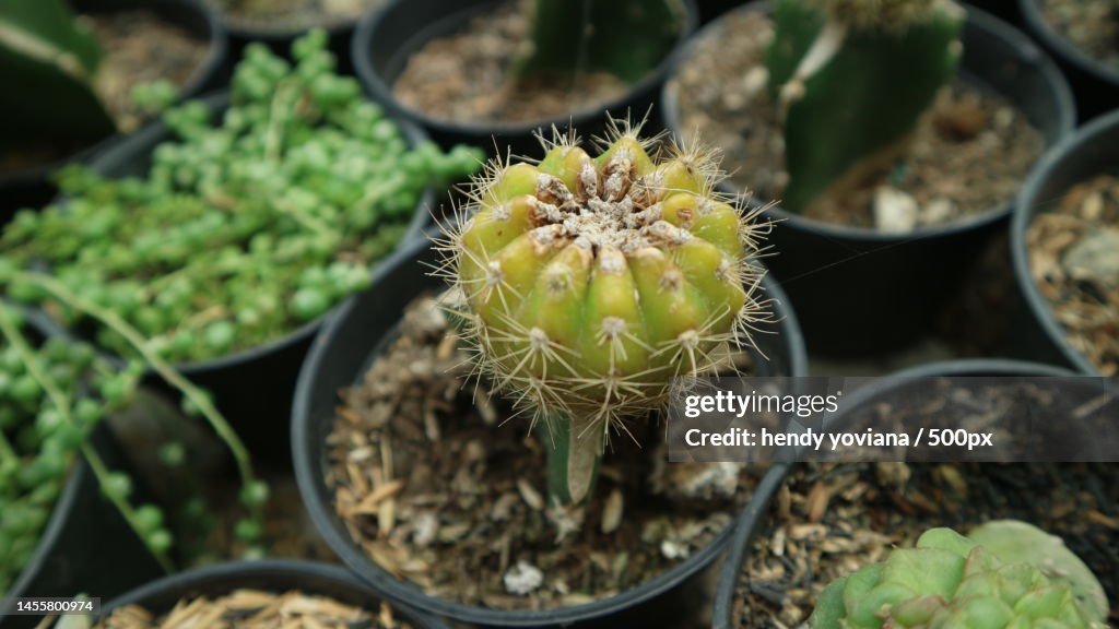 Cactus botanical closeup flower green thorn fresh succulent fresh pot plant flora beautiful,Bandung,Indonesia