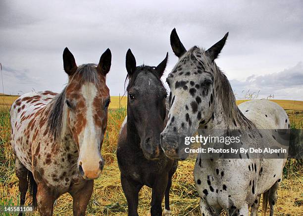 three appaloosa horses - appaloosa stock pictures, royalty-free photos & images