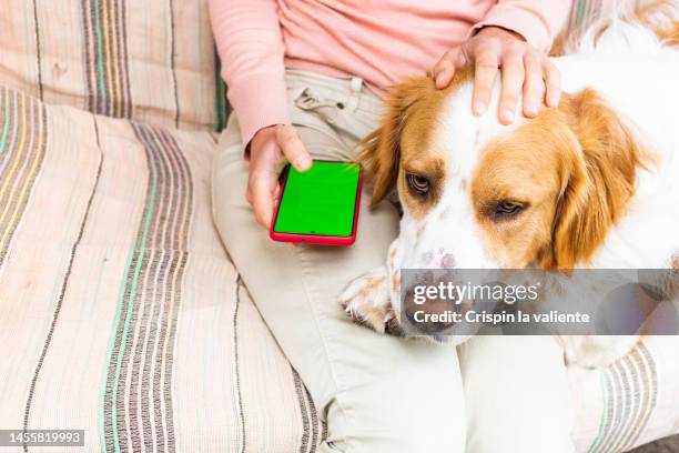dog, relax, woman, use smartphone - front porch benches stock pictures, royalty-free photos & images