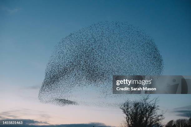 starling murmuration in shape of a speech bubble - star sky stock-fotos und bilder