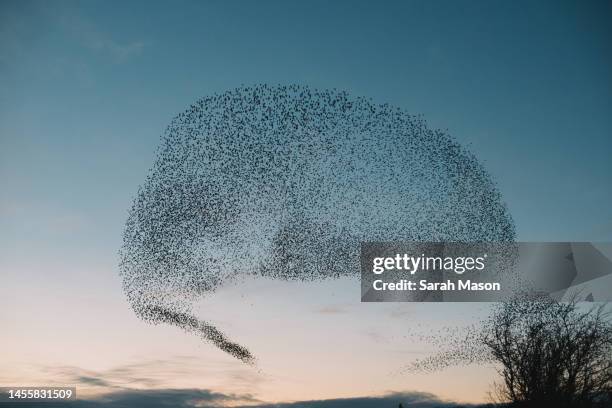 starling murmuration in shape of a speech bubble - flock photos et images de collection
