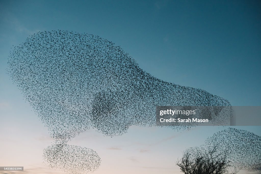 Starling murmuration in shape of a dog