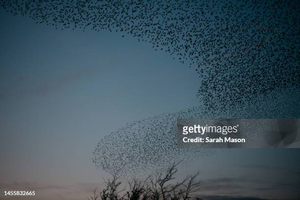 shape of starling murmurations - great migration stock pictures, royalty-free photos & images