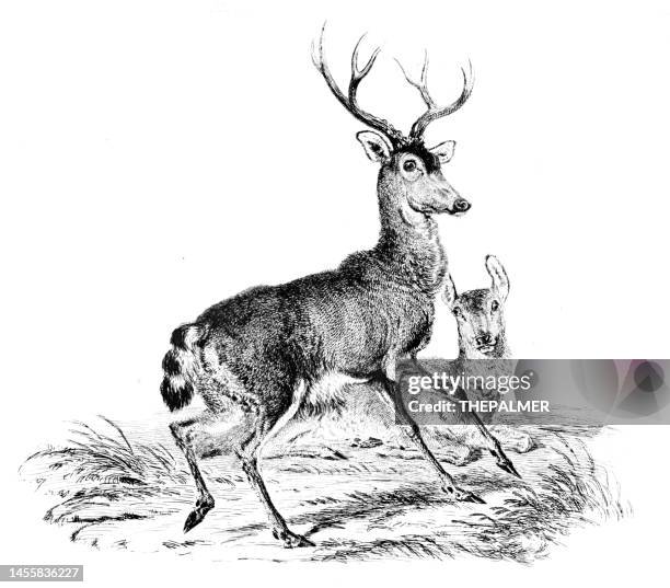 red deer engraving 1831 - bear cub stock illustrations