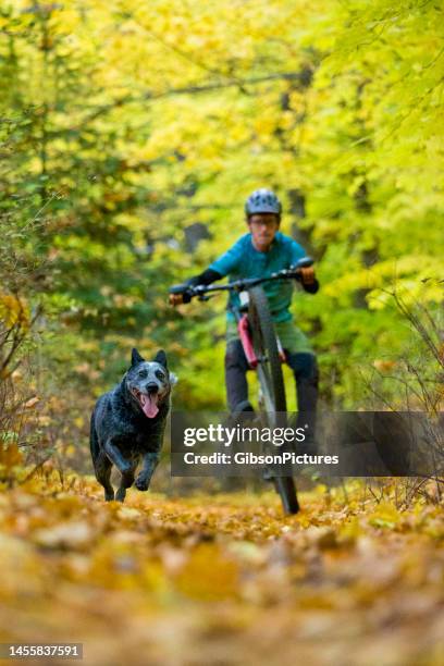 mountain bike dog wheelie fun - mens cycling stock pictures, royalty-free photos & images