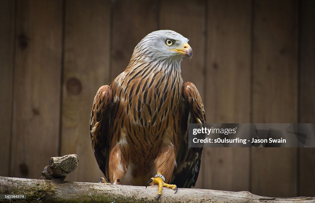 Red Kite. Bird of prey