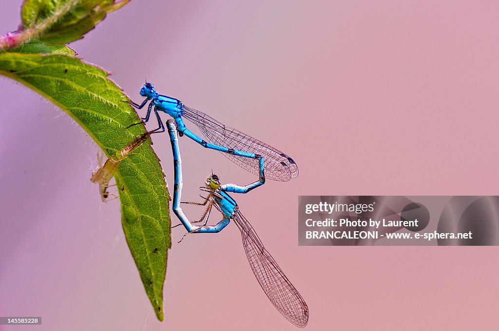 Two blue dragonflies forming heart on leaf