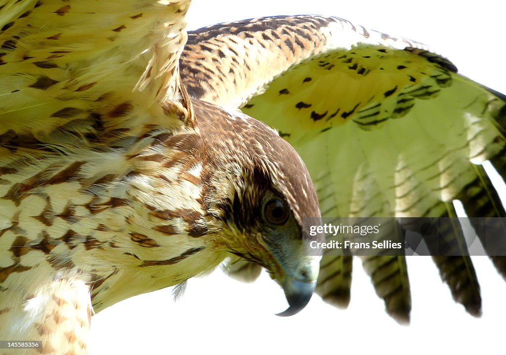 Bird of prey (Buteo)