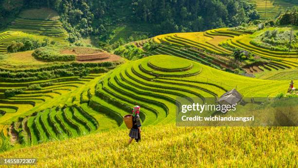 arroz campo terraplenado en mu cang chai, vietnam - campo-de-arroz fotografías e imágenes de stock