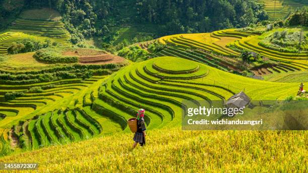 terraced rice field in mu cang chai, vietnam - sa pa stockfoto's en -beelden