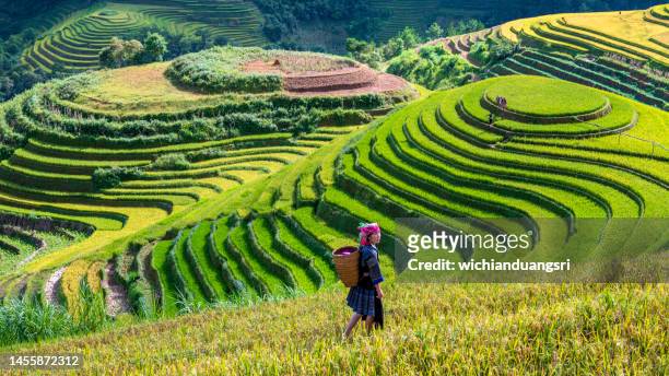 terraced rice field in mu cang chai, vietnam - mù cang chải stock pictures, royalty-free photos & images