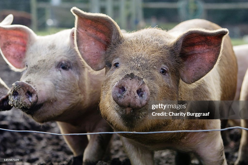 Two pigs on farm