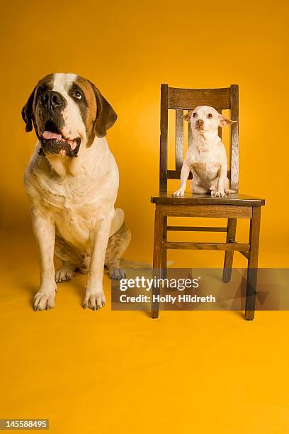 chihuahua sitting on chair - big dog little dog stock pictures, royalty-free photos & images