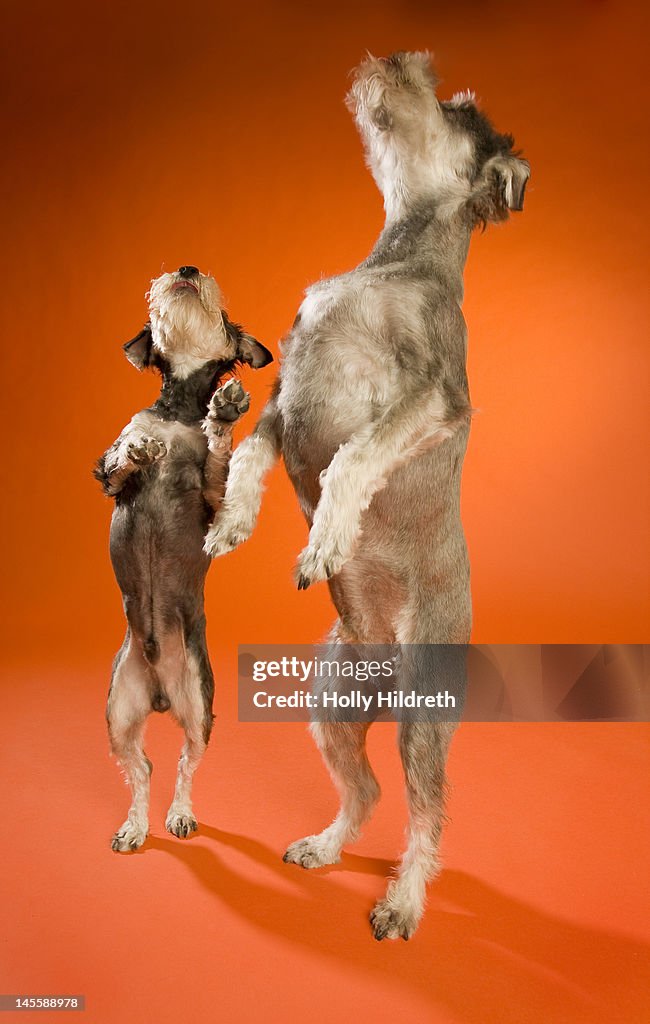 Two jumping schnauzers