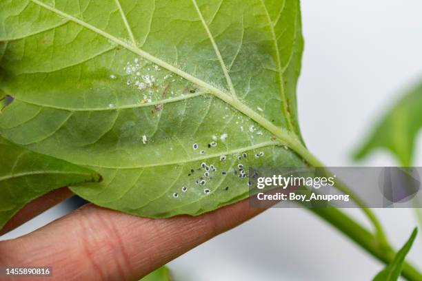Sap Drinking Insect Sap Sucking Insects Photos and Premium High Res Pictures - Getty Images