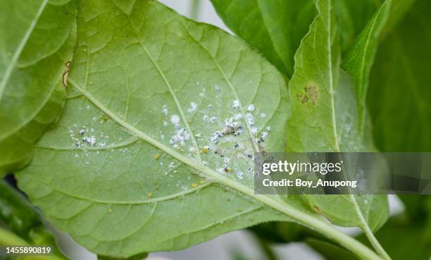 mealybugs living and spreading under the plant leaf. mealybugs are sap sucking insects that feed on a wide range of plants. - aphid stock pictures, royalty-free photos & images
