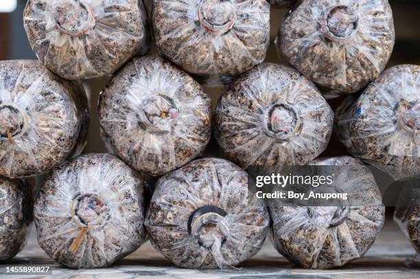 mushroom spawn packing in plastic bag for sale in rural thailand. - desovar imagens e fotografias de stock