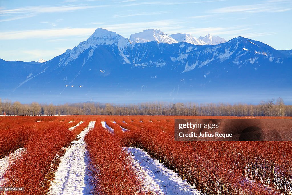 Blueberries Turn Red in Winter