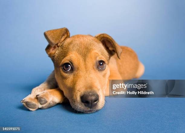 saddest puppy in whole world - sad puppy stock pictures, royalty-free photos & images