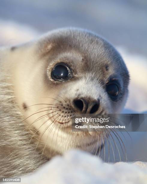 young harp seal - seehundjunges stock-fotos und bilder