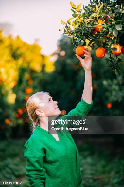 junge frau pflückt orangen, die in ihrem garten angebaut werden - zitronen feld stock-fotos und bilder