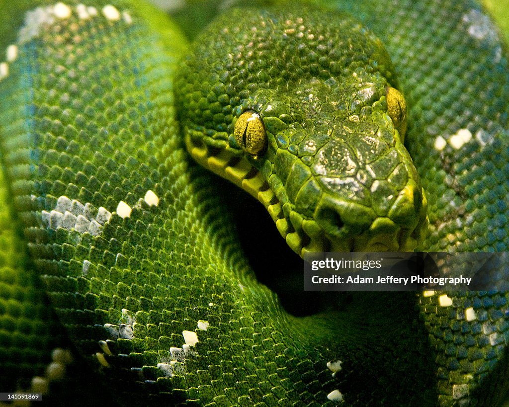 Emerald Python