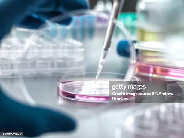 scientist pipetting medical samples into petri dish in laboratory - medical lab stock pictures, royalty-free photos & images