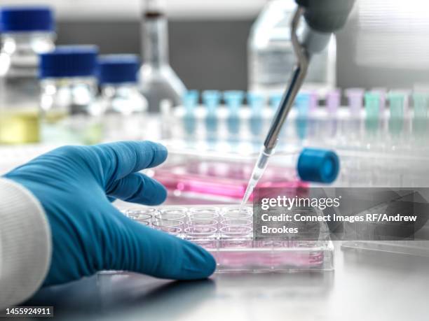 scientist pipetting medical samples into microplate in laboratory - campione scientifico foto e immagini stock