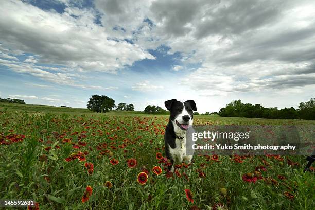 happy dog in wildflower field - oklahoma stock pictures, royalty-free photos & images