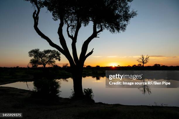 south africa, kruger national park, silhouettes of trees by lake at sunset - travel african sunset rf photos only stock pictures, royalty-free photos & images