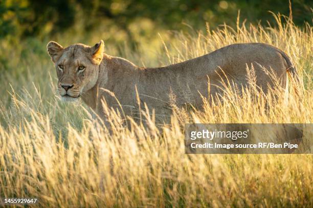 south africa, kruger national park, lioness in tall grass - majestic lion stock pictures, royalty-free photos & images