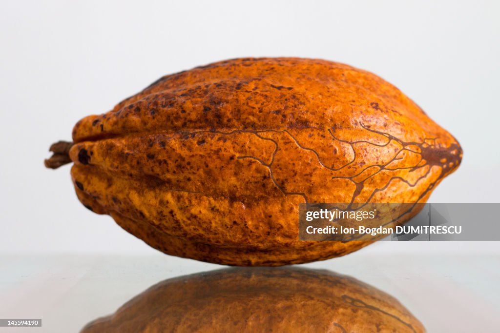 Ripe cocoa pod