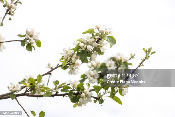apple tree branch in bloom in spring against the sky - apfelbaum blüte stock-fotos und bilder